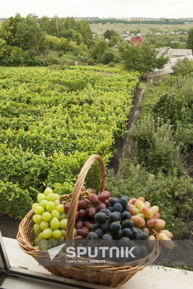 Harvesting wine grapes in Belgorod Region