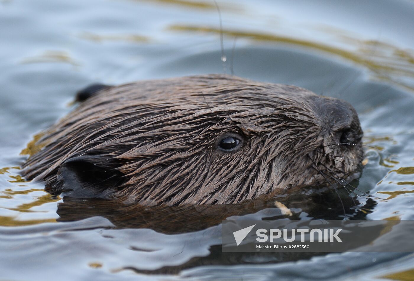 Beavers in Pokrovskoye-Streshnevo Park