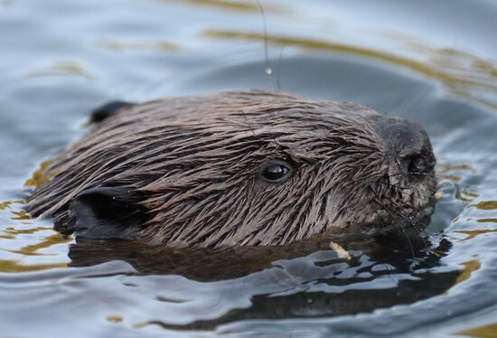 Beavers in Pokrovskoye-Streshnevo Park