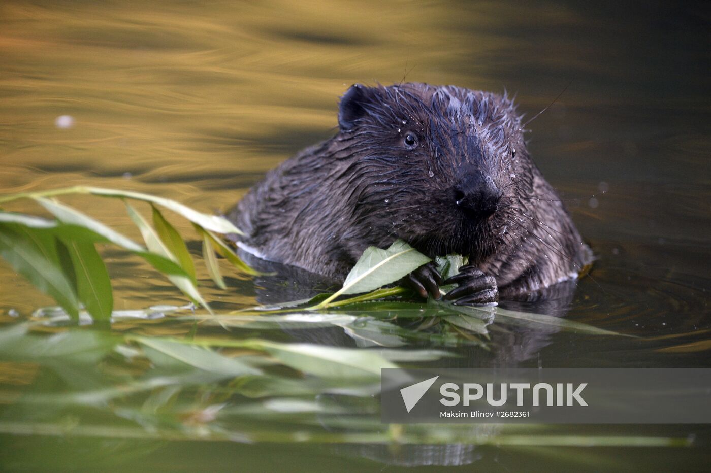 Beavers in Pokrovskoye-Streshnevo Park
