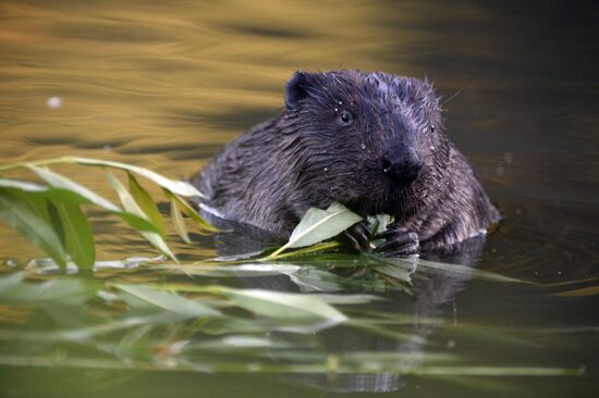 Beavers in Pokrovskoye-Streshnevo Park