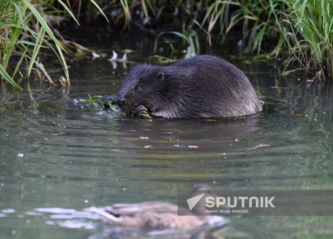 Beavers in Pokrovskoye-Streshnevo Park