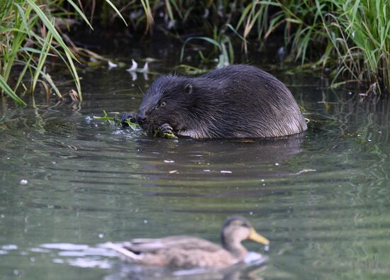 Beavers in Pokrovskoye-Streshnevo Park