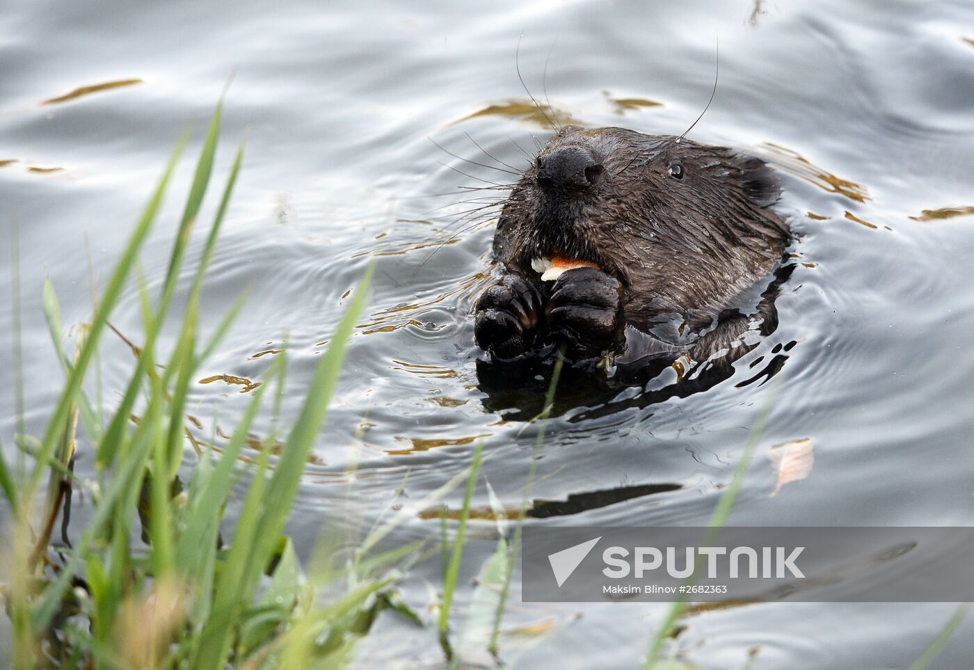 Beavers in Pokrovskoye-Streshnevo Park