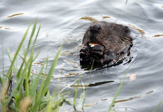 Beavers in Pokrovskoye-Streshnevo Park