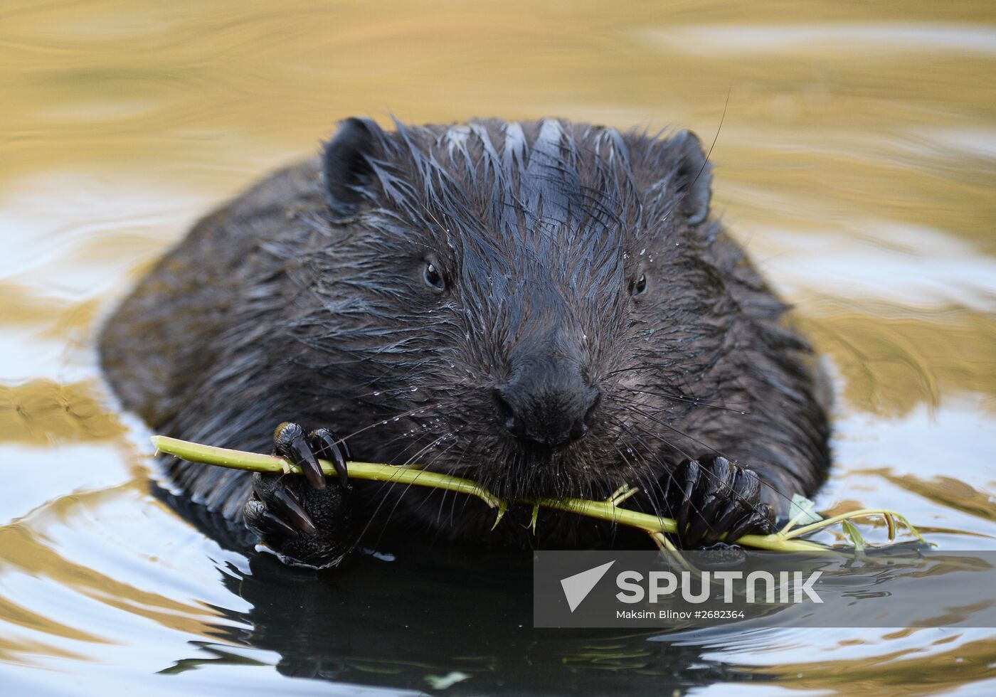Beavers in Pokrovskoye-Streshnevo Park