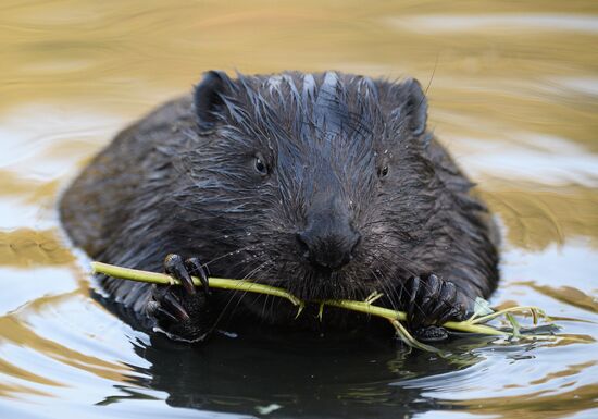 Beavers in Pokrovskoye-Streshnevo Park