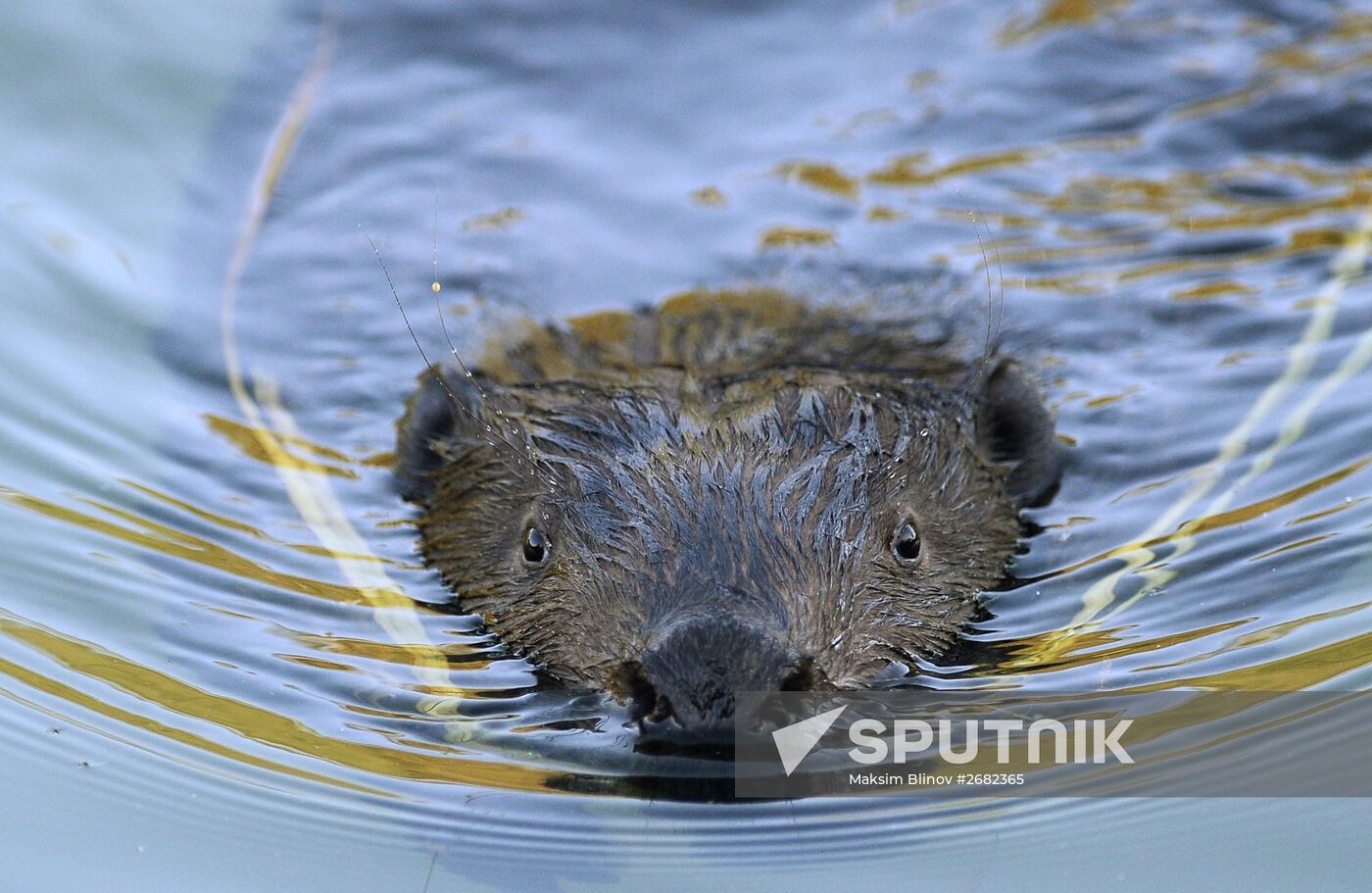 Beavers in Pokrovskoye-Streshnevo Park