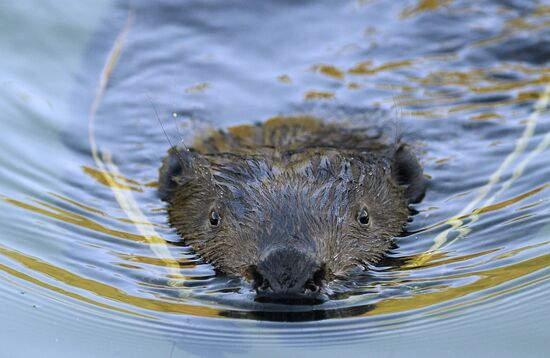 Beavers in Pokrovskoye-Streshnevo Park