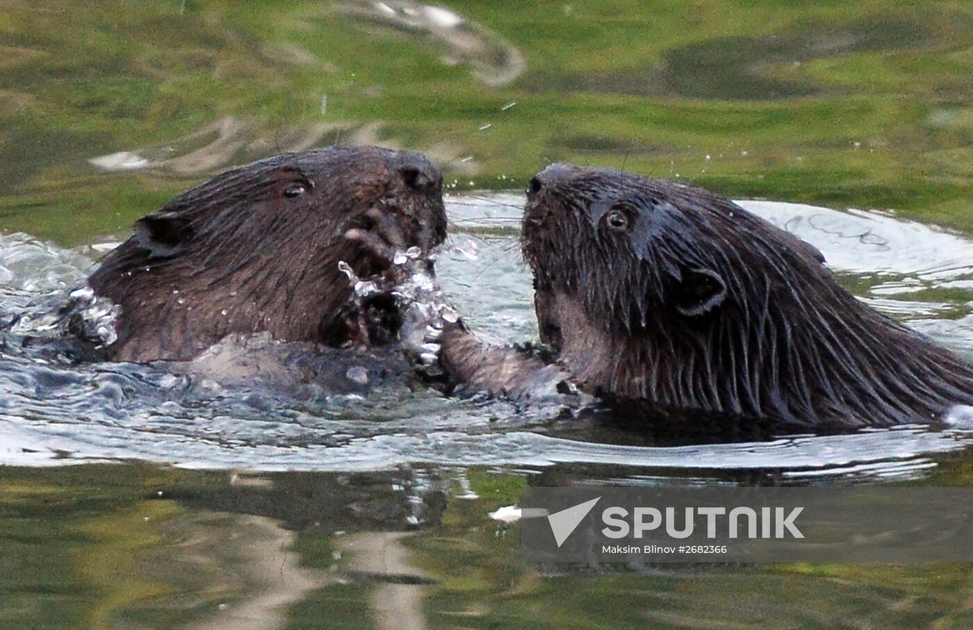 Beavers in Pokrovskoye-Streshnevo Park