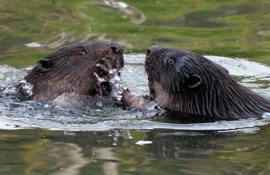 Beavers in Pokrovskoye-Streshnevo Park