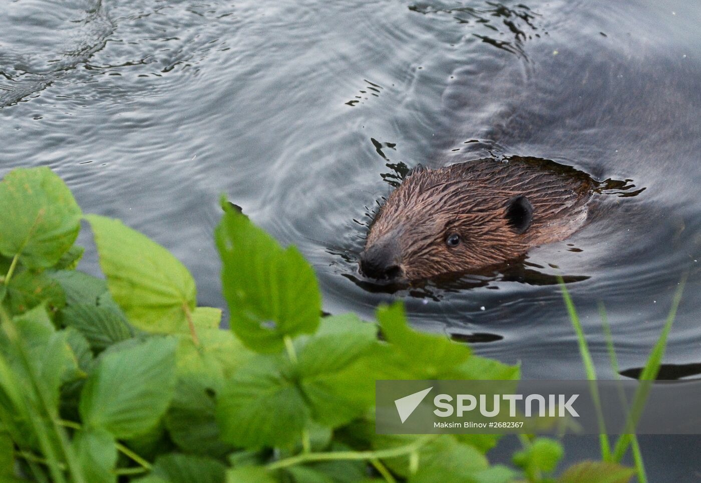 Beavers in Pokrovskoye-Streshnevo Park