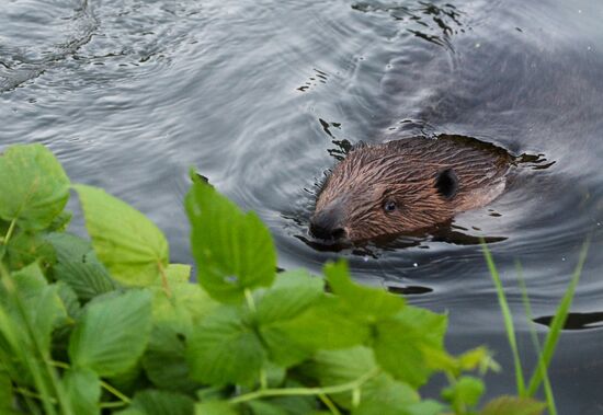Beavers in Pokrovskoye-Streshnevo Park