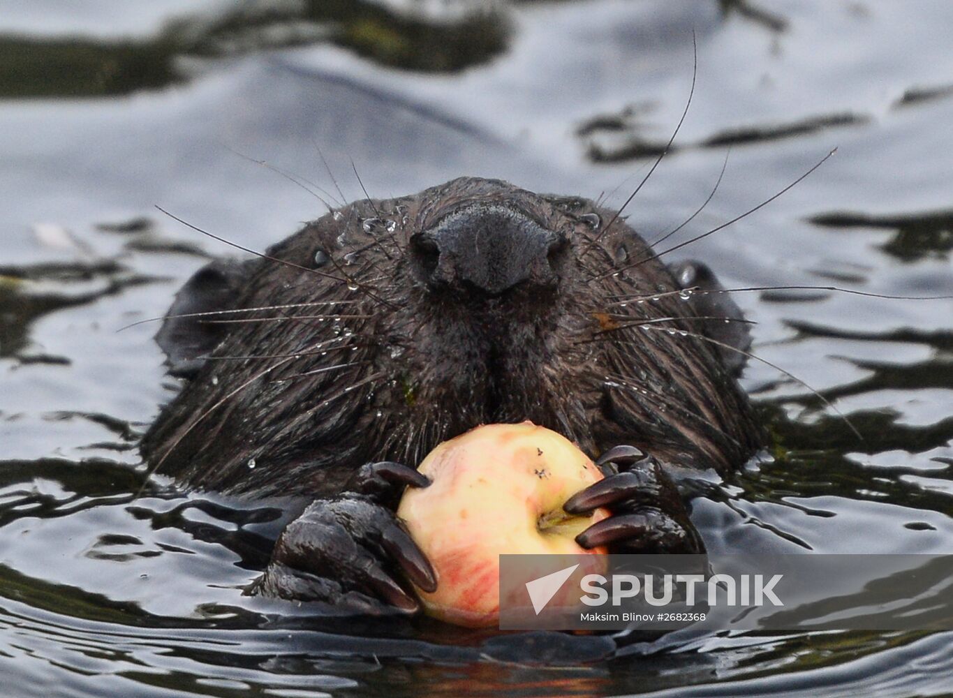 Beavers in Pokrovskoye-Streshnevo Park