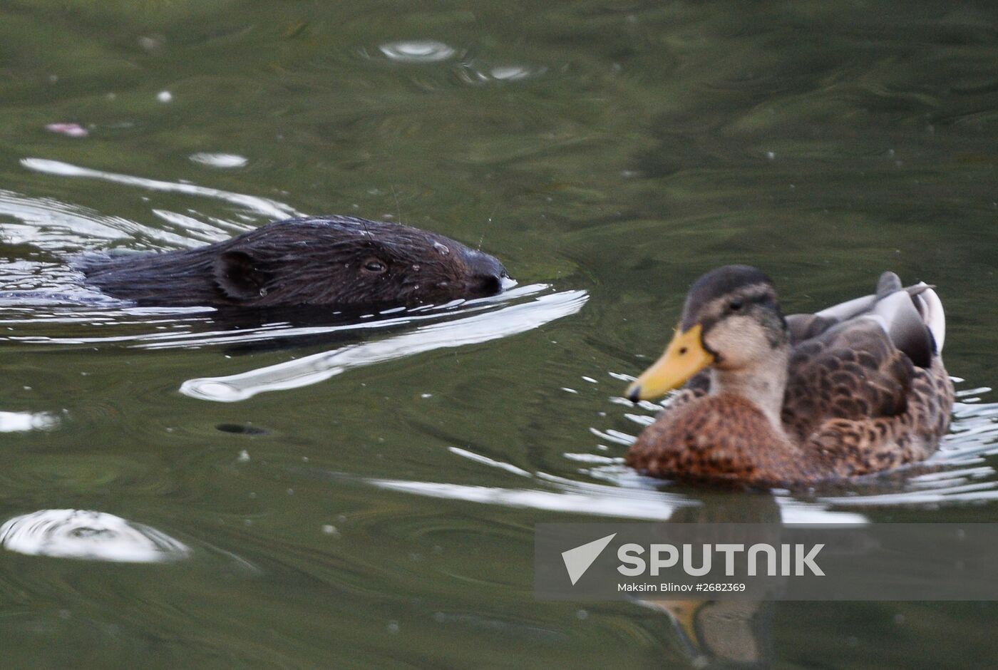 Beavers in Pokrovskoye-Streshnevo Park