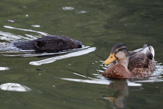 Beavers in Pokrovskoye-Streshnevo Park
