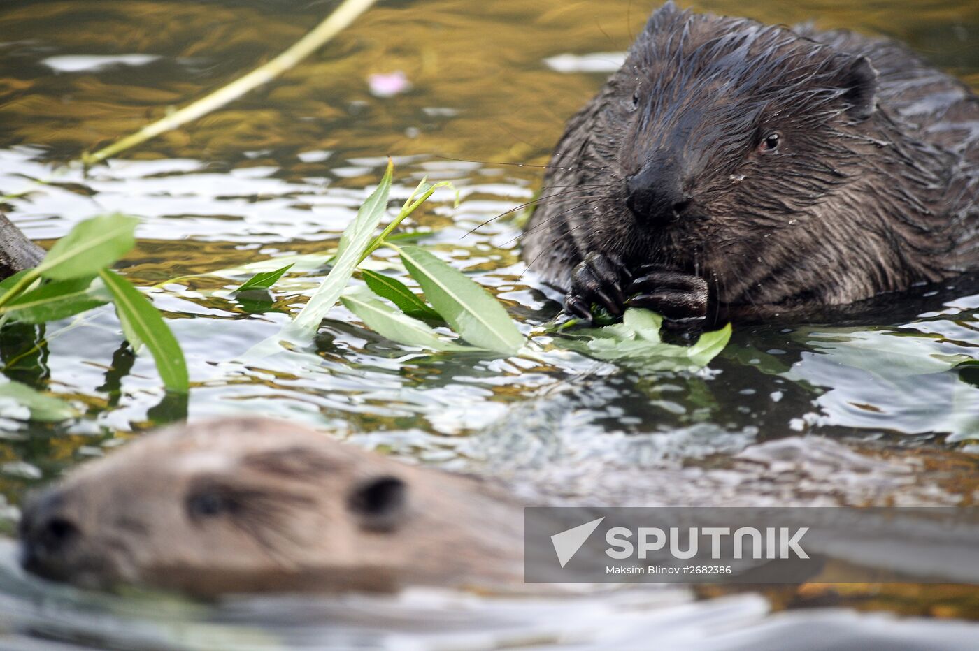 Beavers in Pokrovskoye-Streshnevo Park