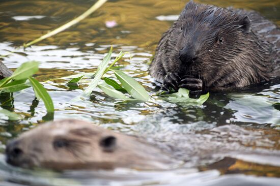 Beavers in Pokrovskoye-Streshnevo Park