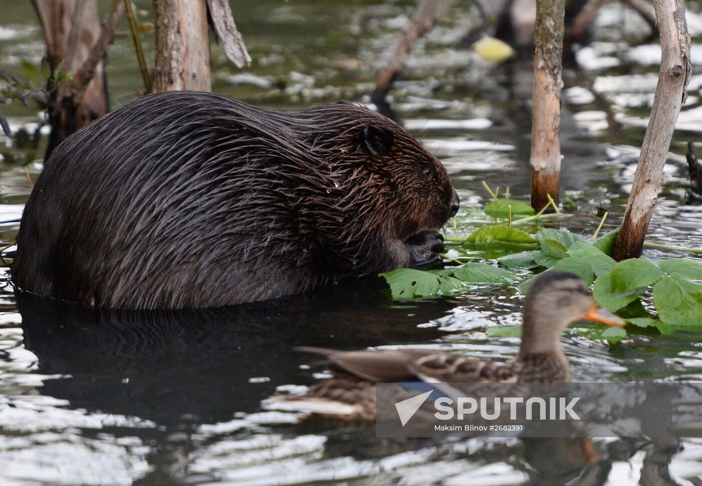 Beavers in Pokrovskoye-Streshnevo Park