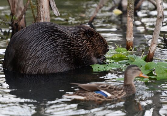 Beavers in Pokrovskoye-Streshnevo Park