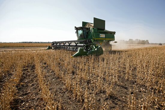 Soy bean harvesting in the Krasnodar Region