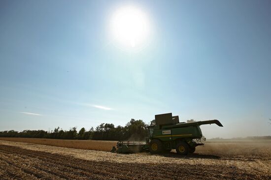 Soy bean harvesting in the Krasnodar Region