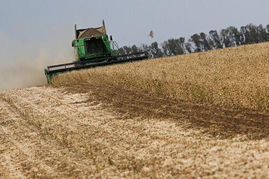 Soy bean harvesting in the Krasnodar Region