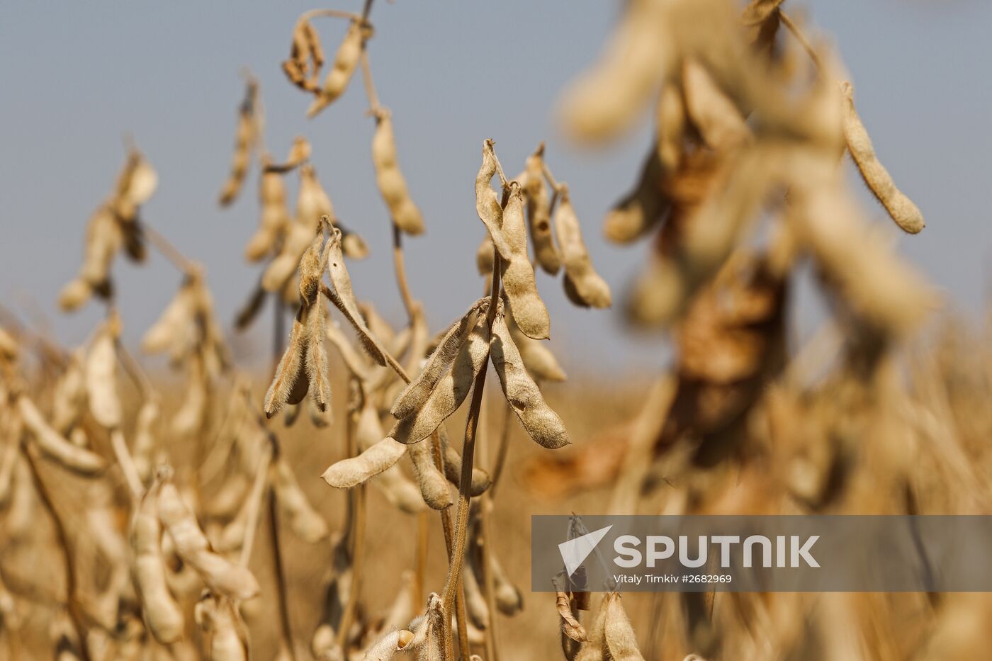 Soy bean harvesting in the Krasnodar Region