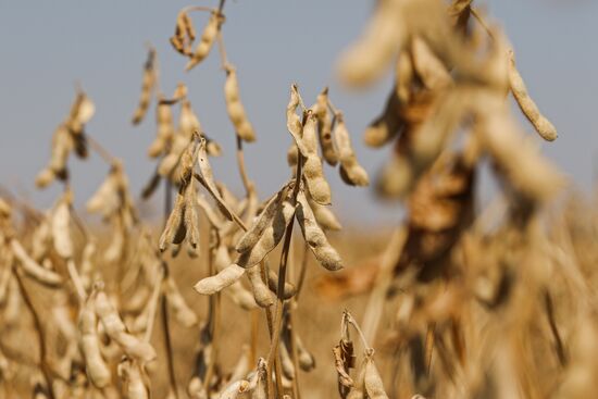 Soy bean harvesting in the Krasnodar Region