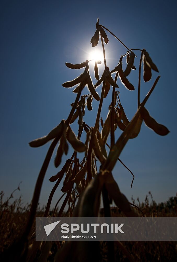 Soy bean harvesting in the Krasnodar Region