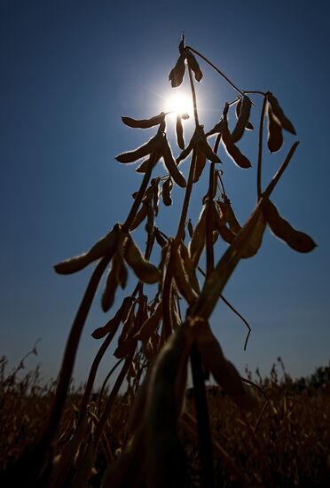 Soy bean harvesting in the Krasnodar Region