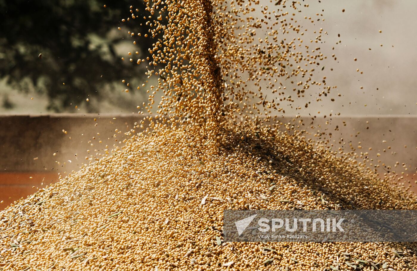 Soy bean harvesting in the Krasnodar Region