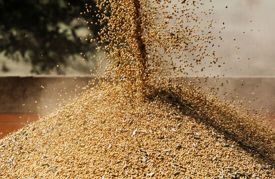 Soy bean harvesting in the Krasnodar Region