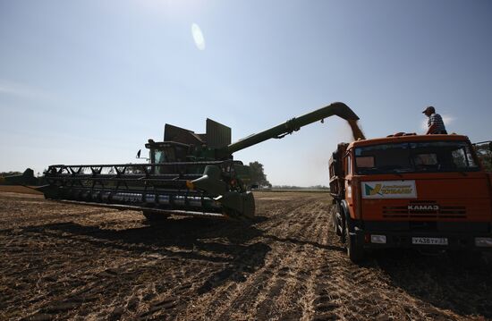 Soy bean harvesting in the Krasnodar Region
