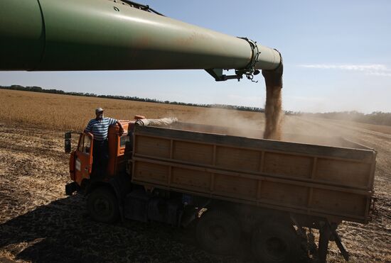 Soy bean harvesting in the Krasnodar Region