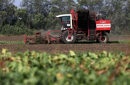 Harvesting sugar beet in Krasnodar Territory