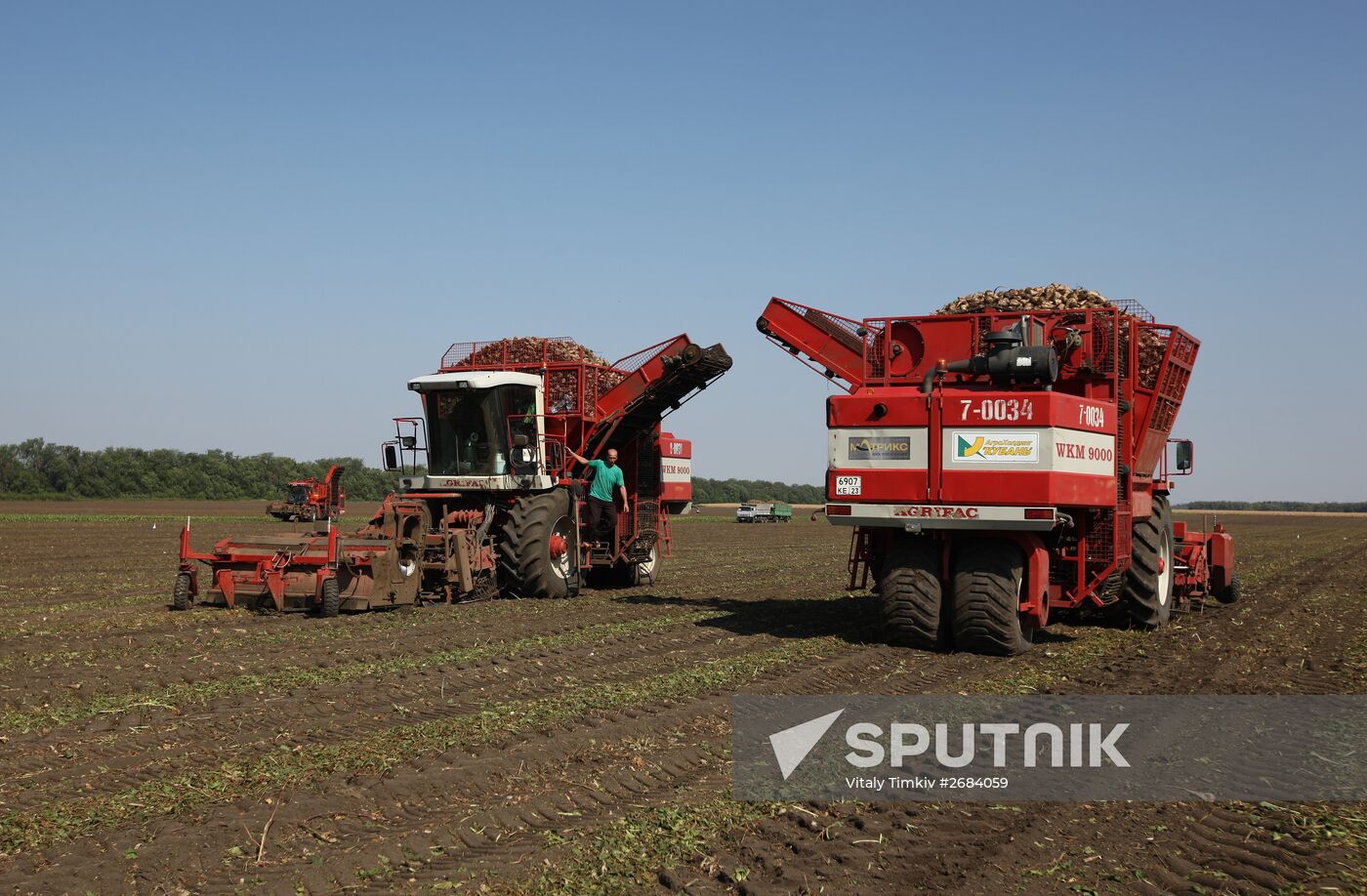 Harvesting sugar beet in Krasnodar Territory