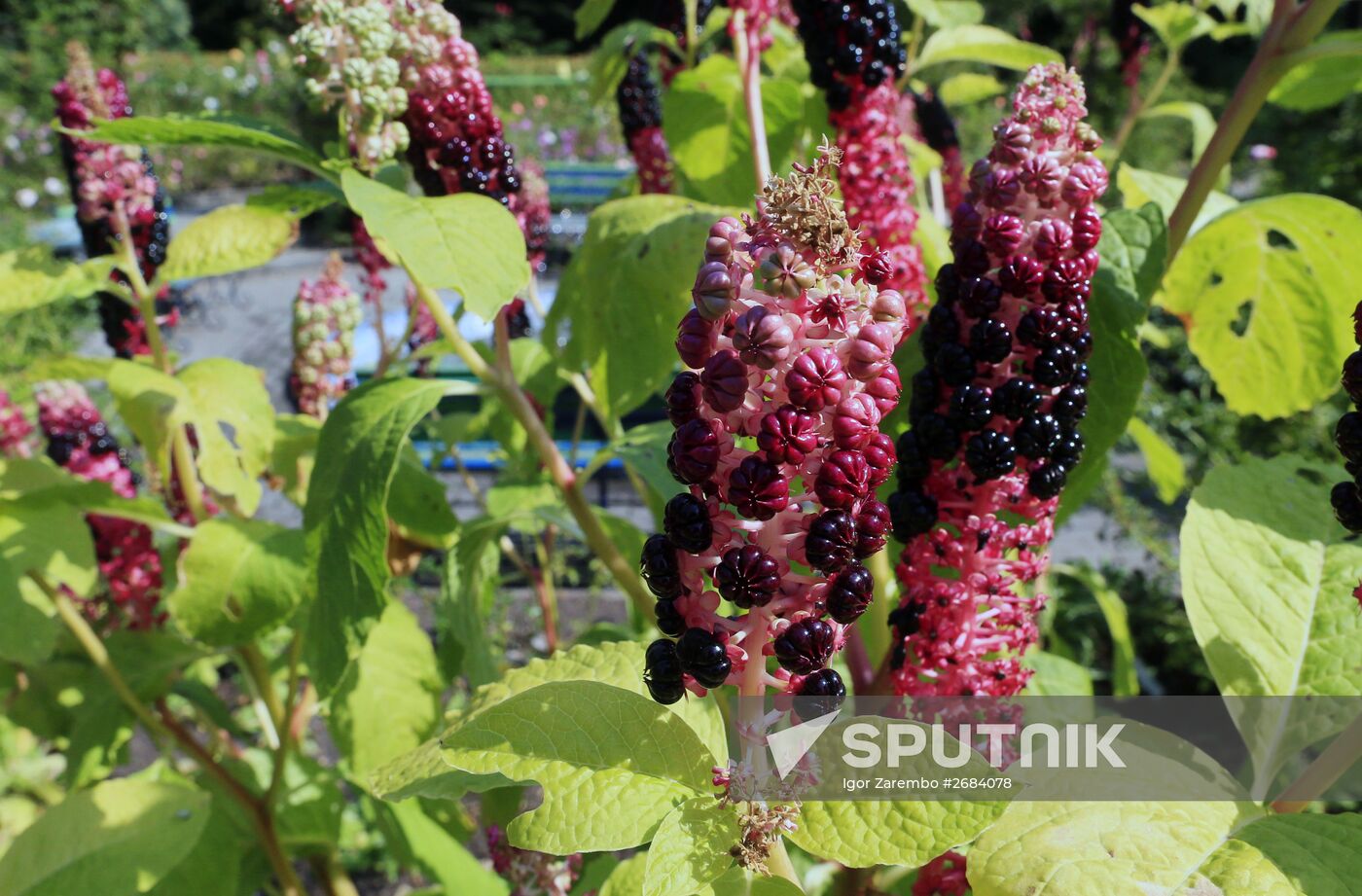 Botanical Garden of Kaliningrad