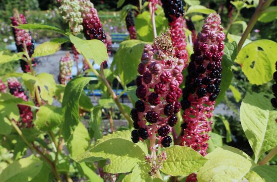 Botanical Garden of Kaliningrad
