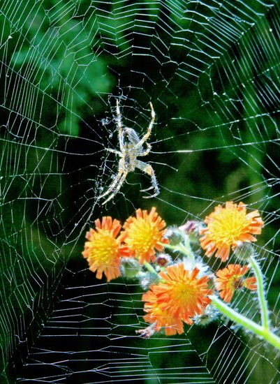 Botanical Garden of Kaliningrad