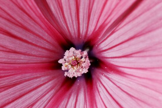 Botanical Garden of Kaliningrad