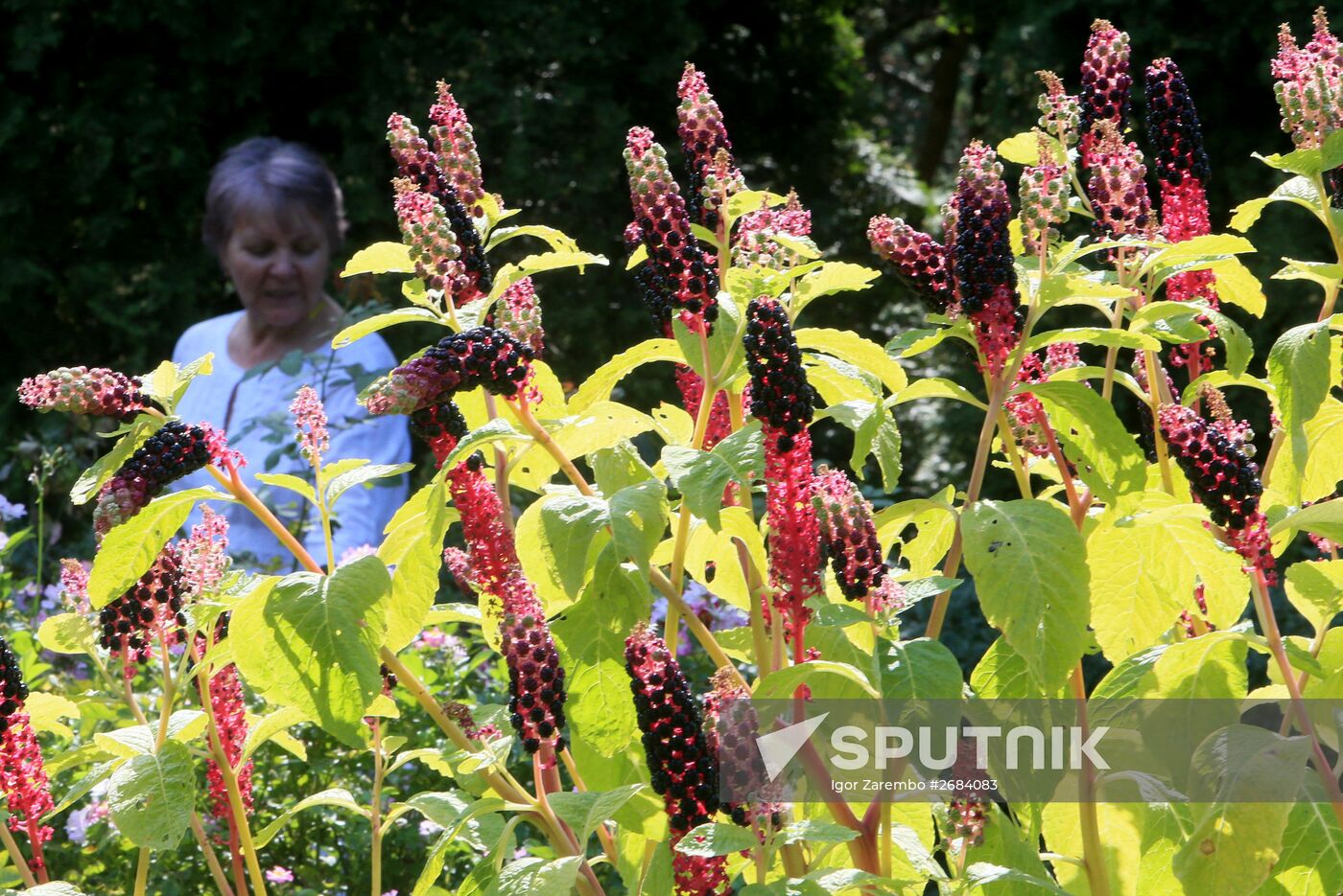 Botanical Garden of Kaliningrad