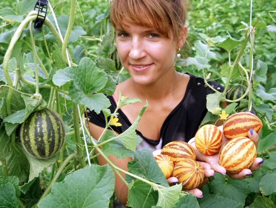 Greenhouse harvest in Kaliningrad Region