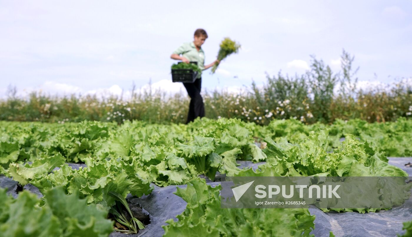 Greenhouse harvest in Kaliningrad Region