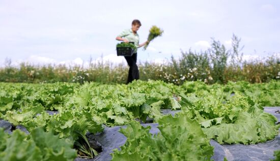 Greenhouse harvest in Kaliningrad Region