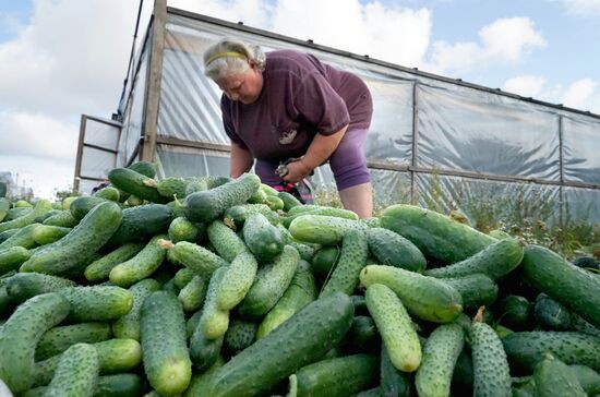Greenhouse harvest in Kaliningrad Region