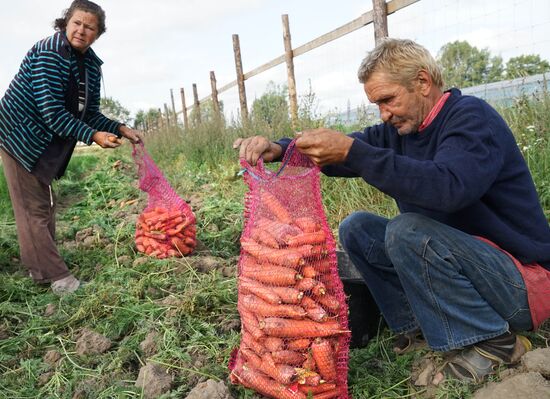 Greenhouse harvest in Kaliningrad Region