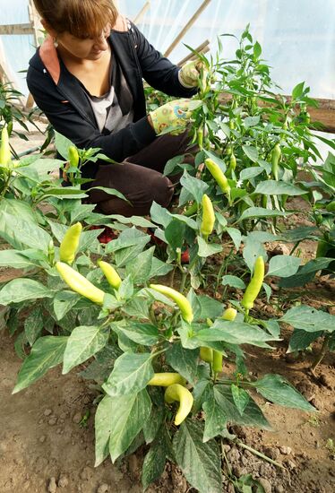 Greenhouse harvest in Kaliningrad Region