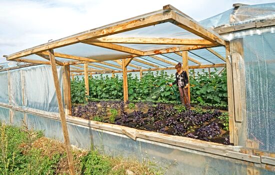 Greenhouse harvest in Kaliningrad Region