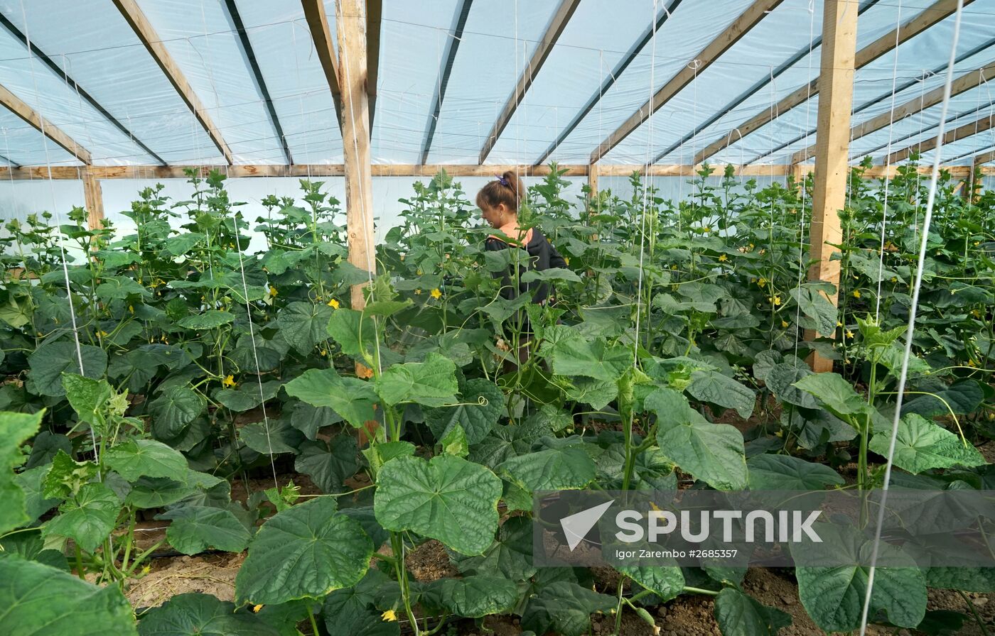 Greenhouse harvest in Kaliningrad Region